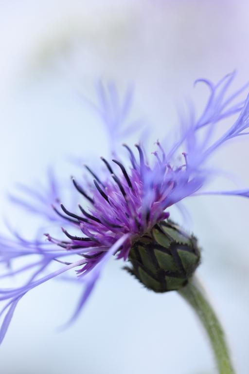Centaurea montana