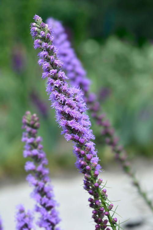 Liatris pycnostachya
