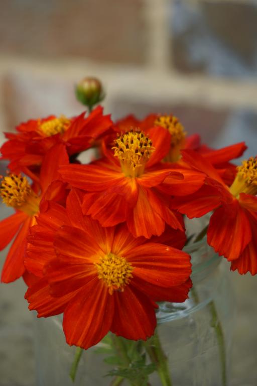 Cosmos sulphureus, 'Cosmic Red'
