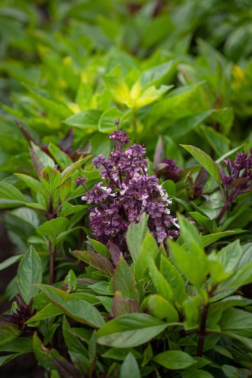 Thai Basil