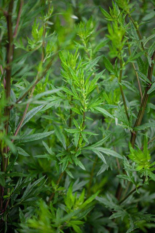 Mugwort