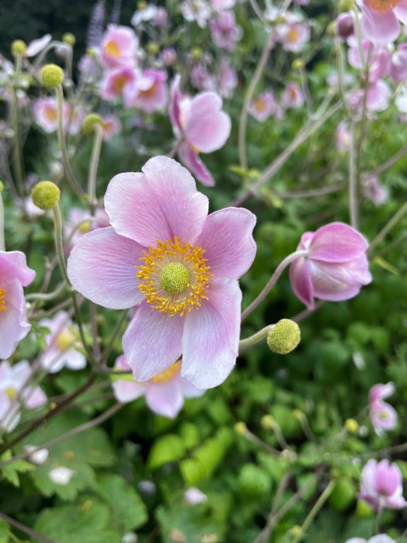 Anemone hupehensis var. japonica