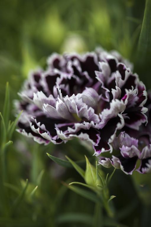 Dianthus chinensis var heddewigii, 'Black & White'
