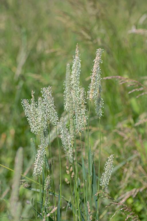 MEADOW, Grass Mixture