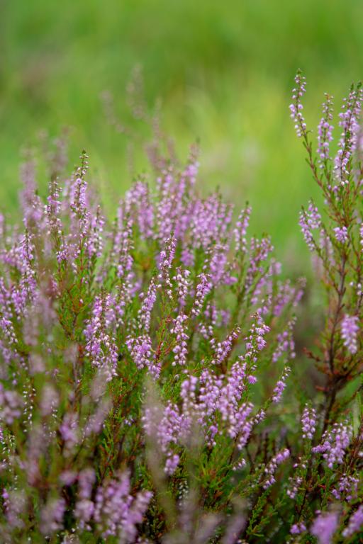 Calluna vulgaris
