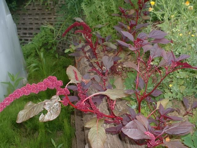 Amaranthus cruentus x powellii