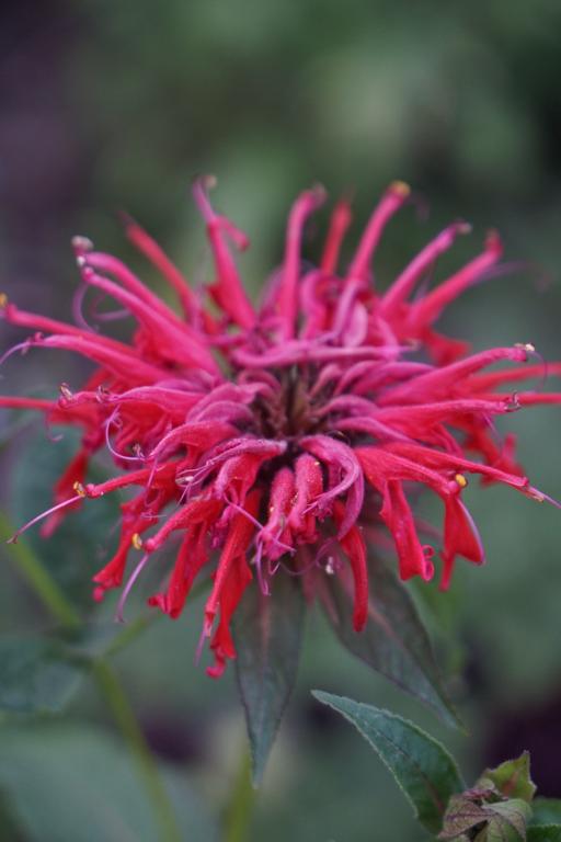 Monarda didyma, 'Red Colours'