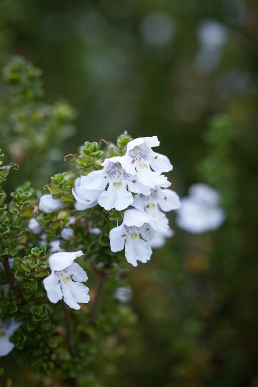 Winter Savory