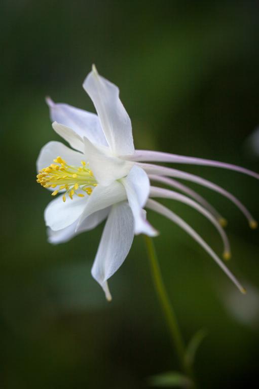 Aquilegia caerulea, 'Kristall'