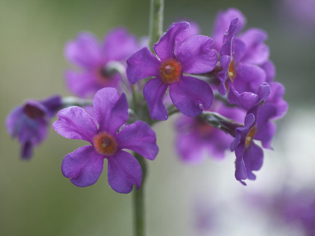 Primula beesiana
