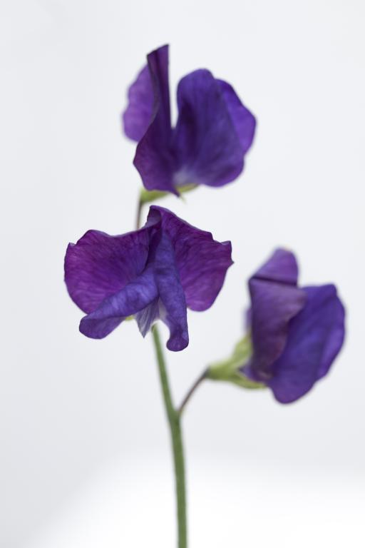 Lathyrus odoratus, 'Lord Nelson'