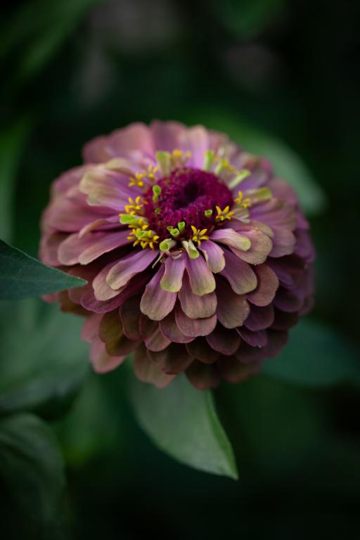 Zinnia elegans, 'Queen Red Lime'