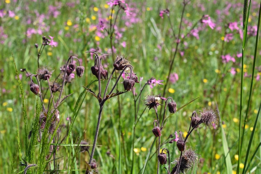 POND EDGE, Wild Flower Mixture