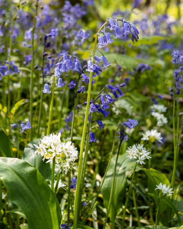 WOODLAND, Wild Flower Mixture