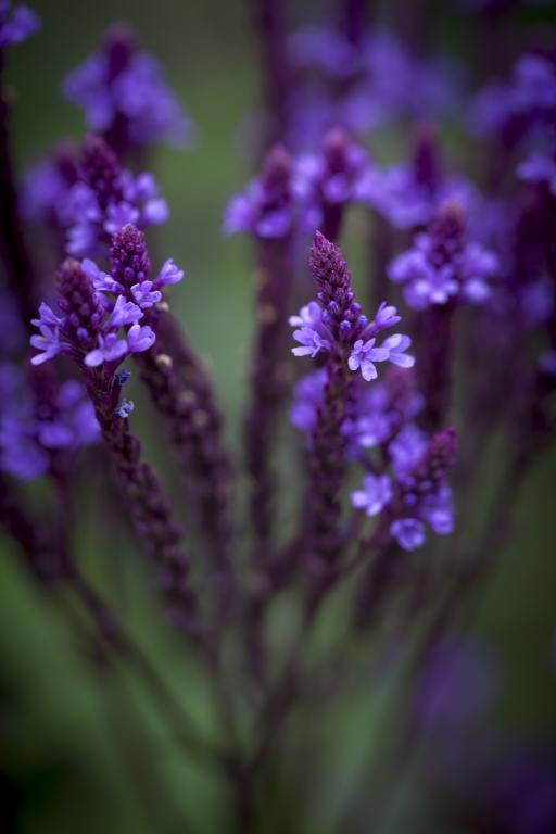 Verbena hastata, 'Blue Spires'