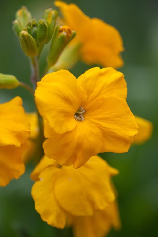 Erysimum cheiri, 'Cloth of Gold'