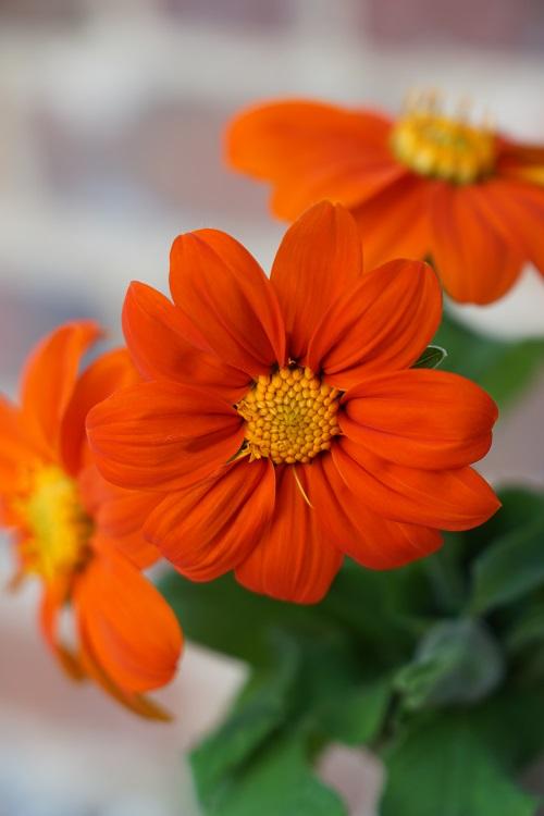 Tithonia rotundifolia, 'Goldfinger'