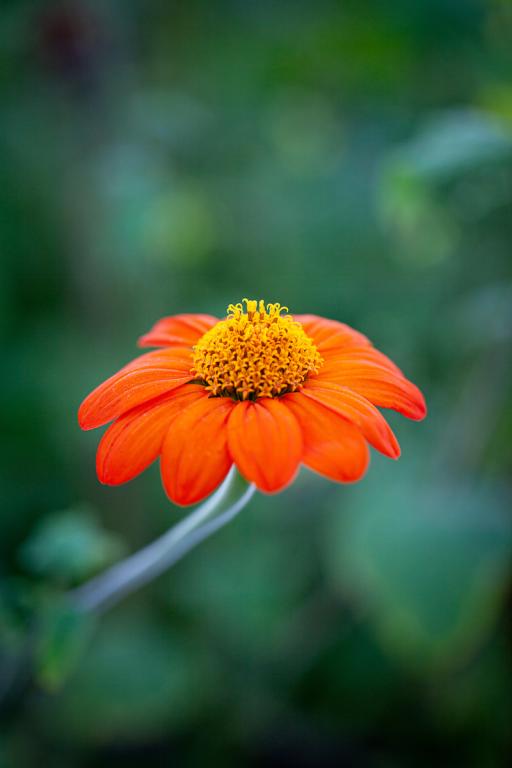 Tithonia rotundifolia, 'Torch'
