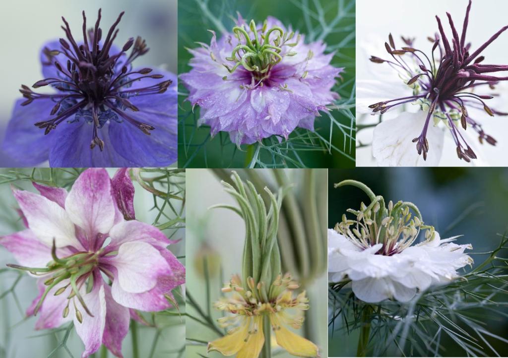 Nigella, Species and Forms Mixed