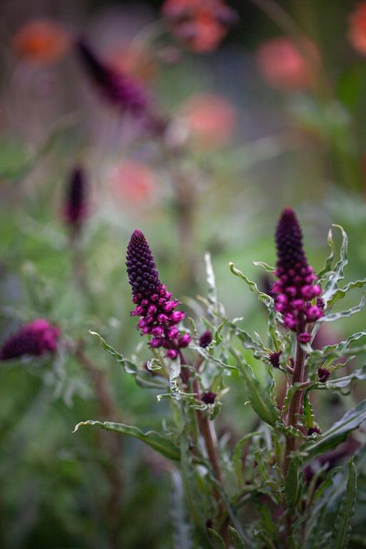 Lysimachia atropurpurea, 'Beaujolais'