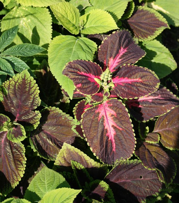 Solenostemon scutellaroides, 'Fairway', Extra Dwarf Formula Mixed