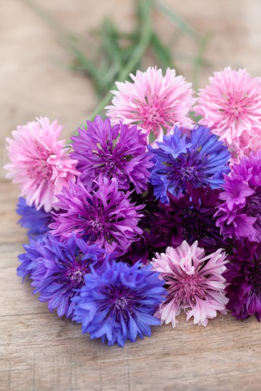 Centaurea cyanus, 'Polka Dot', Dwarf Mix