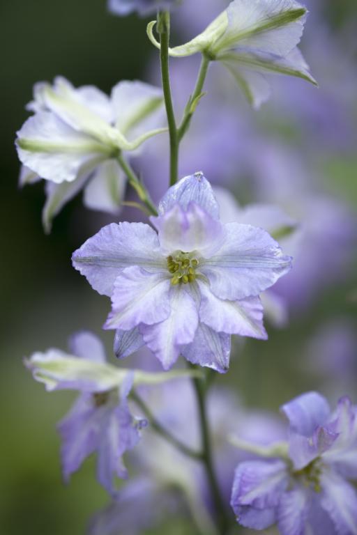 Delphinium consolida, 'Frosted Skies'