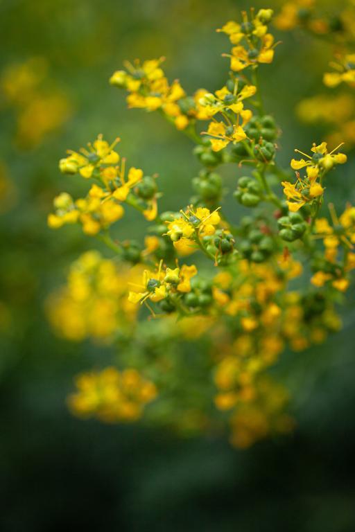 Ruta graveolens