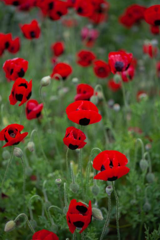 Papaver commutatum