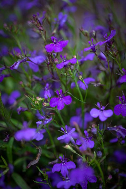 Lobelia erinus, 'Crystal Palace'