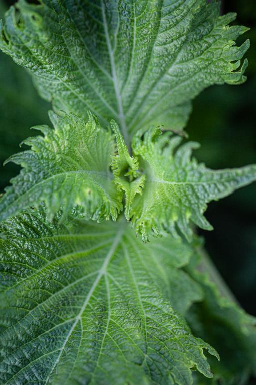 Perilla Green