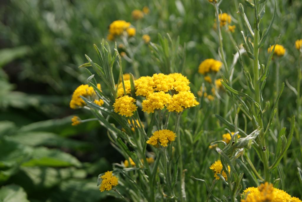 Helipterum humboldtianum