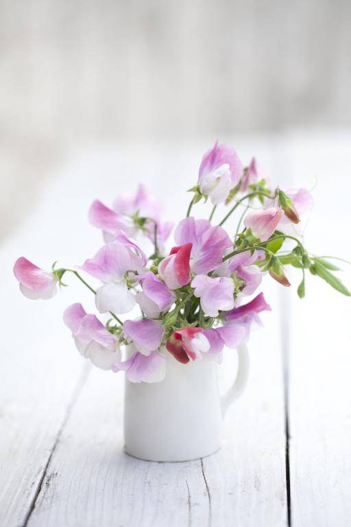 Lathyrus odoratus, 'Painted Lady'