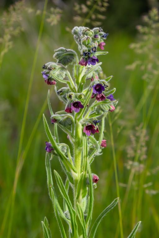 Cynoglossum officinale