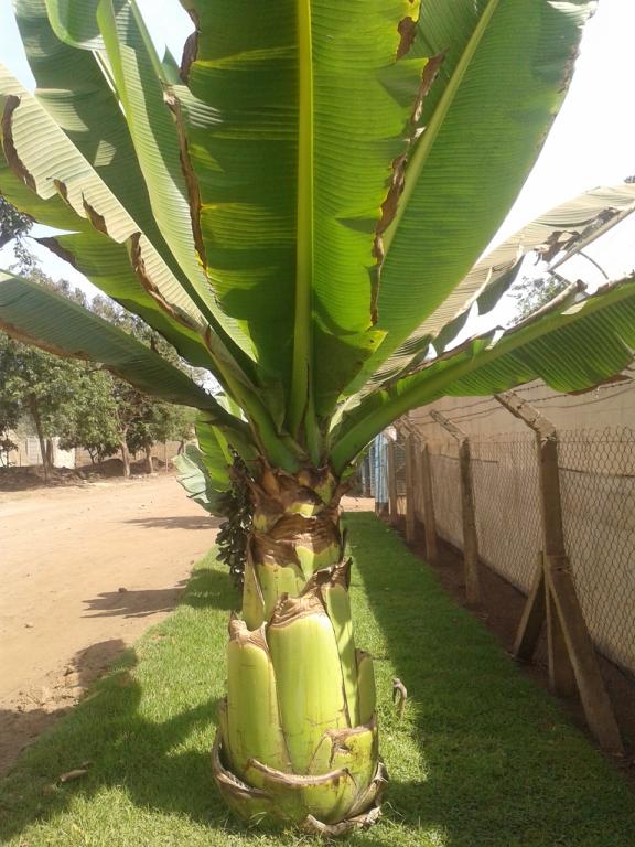 Musa ensete