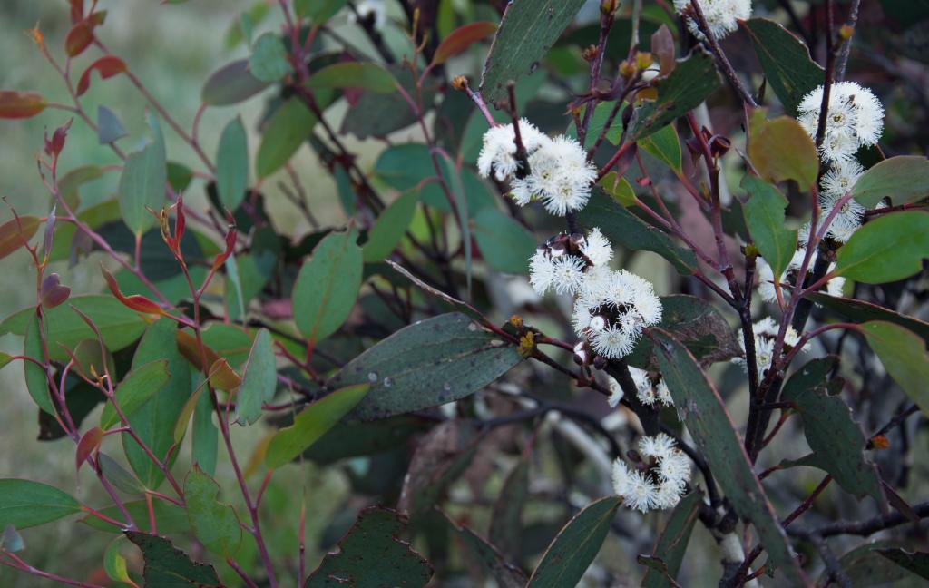Eucalyptus pauciflora