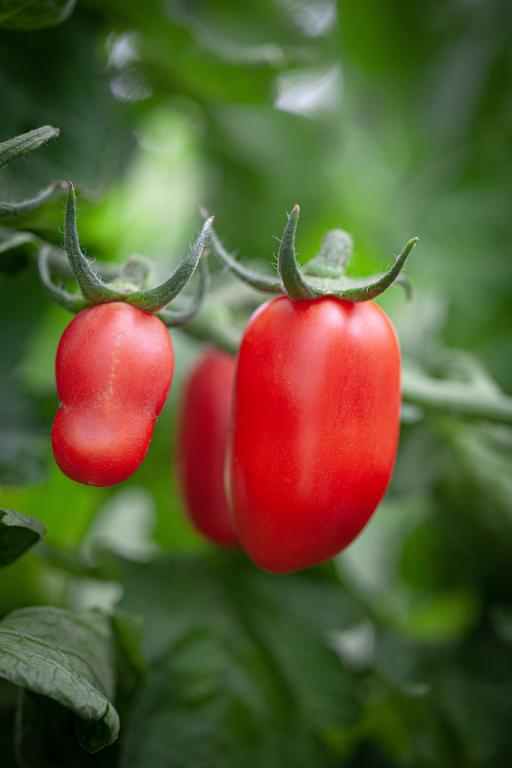 Tomato, Plum, 'San Marzano'