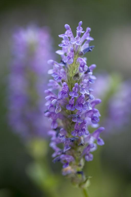 Nepeta nervosa