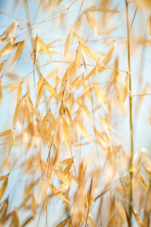 Stipa gigantea