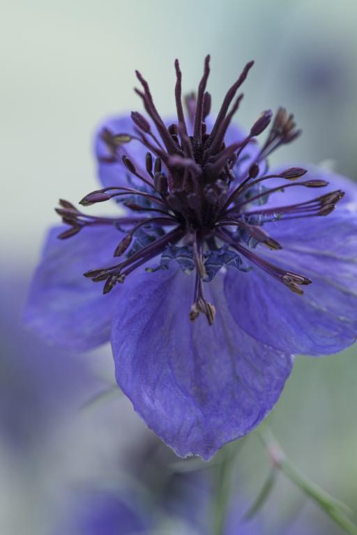 Nigella papillosa, 'Midnight'