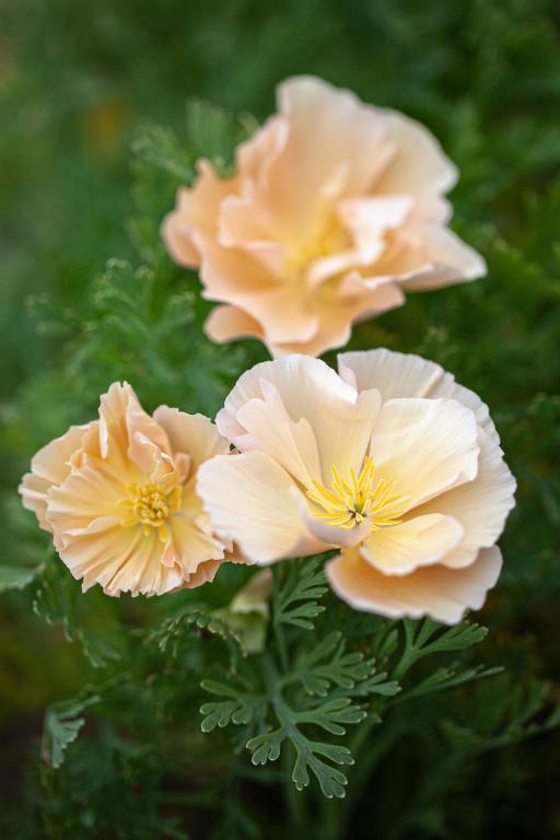 Eschscholzia californica, 'Thai Silk Pink Champagne'