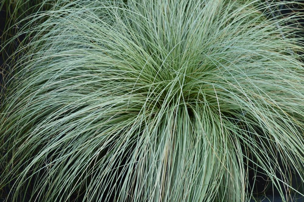Carex, 'Frosted Curls'