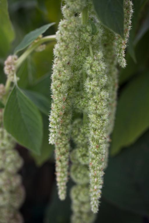 Amaranthus caudatus var. viridis