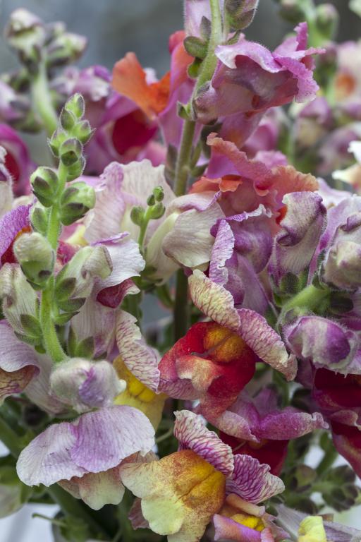 Antirrhinum majus, 'Tetra Ruffled Giants' Mixed