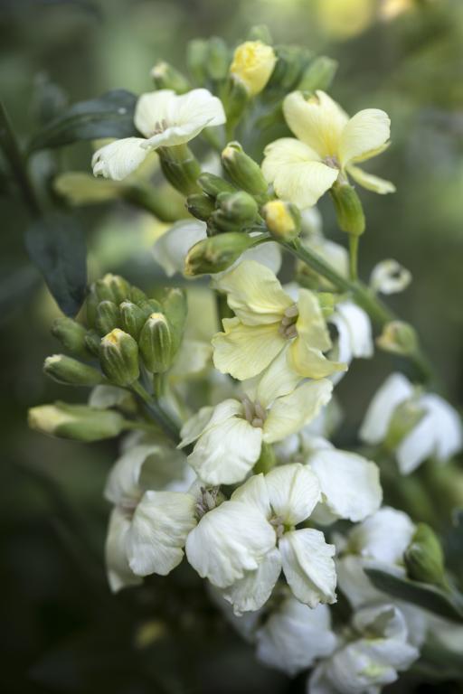 Erysimum cheiri, 'Ivory White'