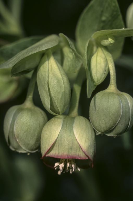 Helleborus foetidus