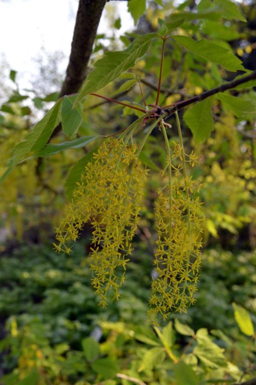 Acer cissifolium