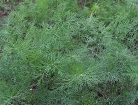 Dill, 'Diana'