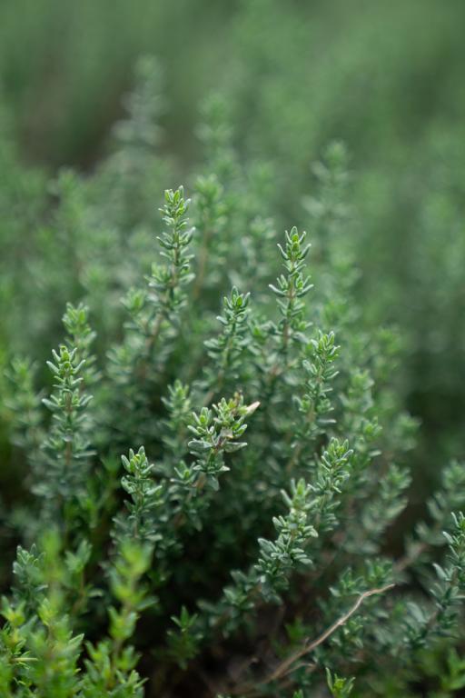 'Summer Thyme de Provence'
