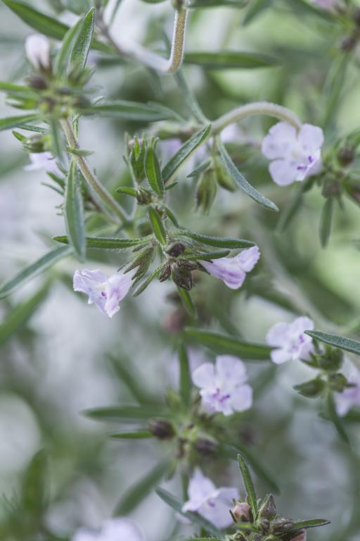 Summer Savory